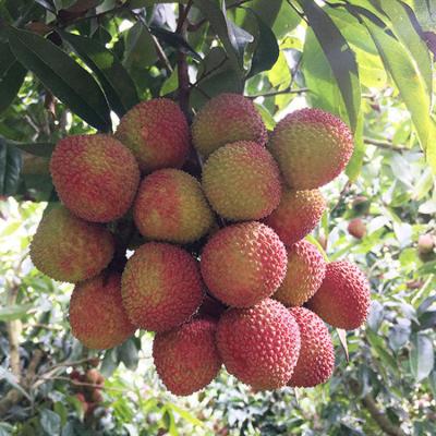 China Fresh fresh sweet lychee for sale