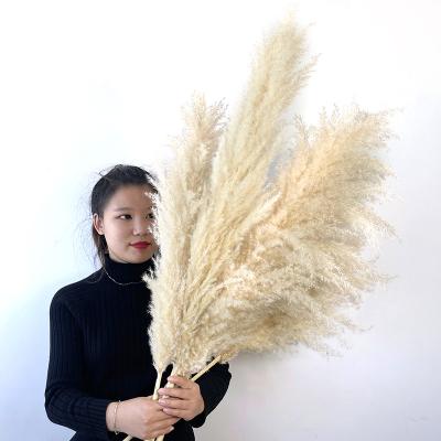 China New Design Natural Touch Boho Style Natural Dried Pampas Grass Dries Flowers 100% Rustic Decoration To Wedding Decor for sale