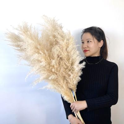 China Hot Selling Natural Touch Discount Wedding Decoration Natural Dry Flowers Dried Natural Great Pampas Grass For Decoration for sale