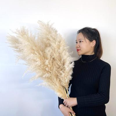 China Touch 45 cm Pampas Tubular Grass Centerpieces Natural Light Pink Colorfluff Dry Grass Large Wall Bouquet For Christmas Tree for sale