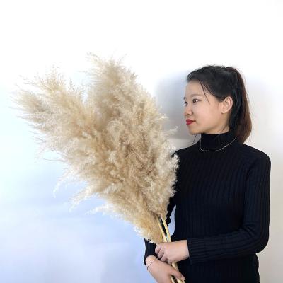 China Wholesale Natural Boho Style High Quality Touch Seedless Plant Preserved Dry Pampas Grass For Home Wedding Decoration for sale