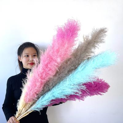 China Natural Indor Decoration FBA Amazon Boho Style Seed Plant Preserved Fluffy Beige Dry Pampas Grass For Home Wedding Decoration for sale