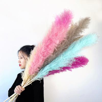 China New Indor Decoration Pampas Large Wedding Decor Flower Bohemian Beige Dry Grass Large Fluffy Feathers Dried Large Reed Pampas Grass for sale