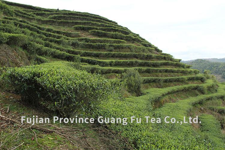 Verified China supplier - Fujian Province Guang Fu Tea Co., Ltd.