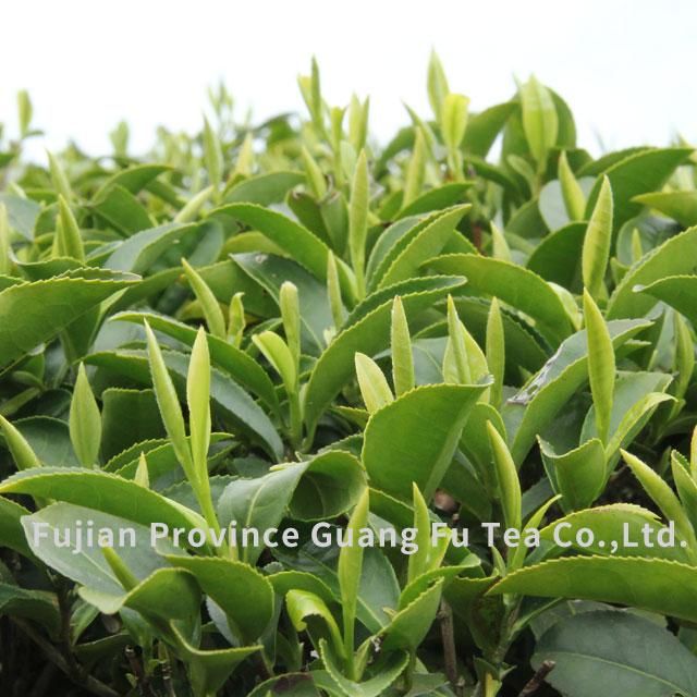 Verified China supplier - Fujian Province Guang Fu Tea Co., Ltd.