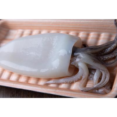 China IQF Nutrient Whole Cleaned T+T SQUID TUBE Frozen for sale