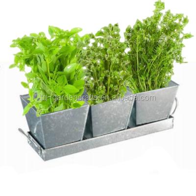 China Eco-Friendly Set of 3 Mini Metal Herb Growing Pot for Kitchen for sale