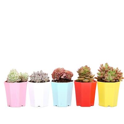 China Flower Garden Pot Planter Modern Breathable Durable Material Lower Multicolor Outdoor Succulent Planter For Gardener for sale