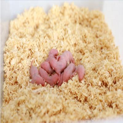 China Viable Frozen Pinky White Mice for Small Snake/Lizard/Fish Pet Food for sale