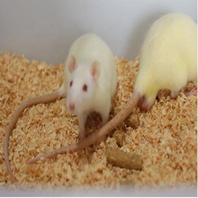 China Viable Frozen Farm Breed Jumbo White Rats And Mice For Big Lizard/Python/Crocodile/Owl/Cat/Dog for sale