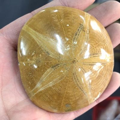 China Wholesale High Quality Natural Polished Star Shaped Fossils Fossils From China Beautiful for sale