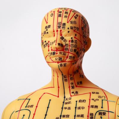 China Flexible Chinese Medicine Acupuncture Model For Medical Teaching for sale