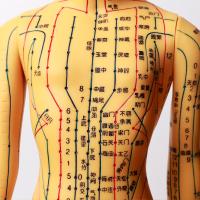 China Realistic Acupuncture Model Detailed Body For Acupuncture Needles Safety for sale