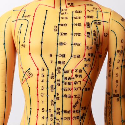 China Realistic Acupuncture Model Detailed Body For Acupuncture Needles Safety for sale