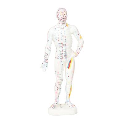 China Realistic Appearance Acupuncture Model Detailed And Lifelike Representation Of Human Body Approximately 5kg in Weight for sale