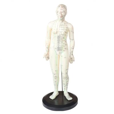 China Portable Acupuncture Body Model Lightweight And Easy To Transport Included Components Acupuncture Needles Chinese Medicine Apparatus for sale