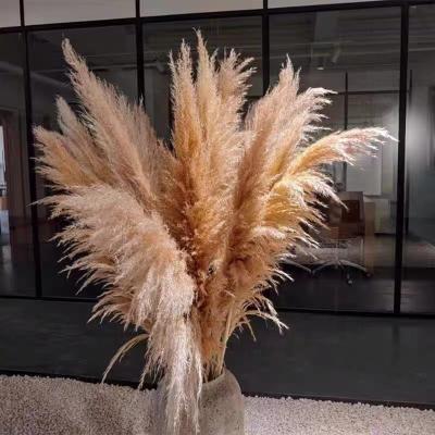 China Real Romantic Preserved G-048 Wholesale Dried Natural Pampas Grass Flowers For Home Wedding Decoration for sale