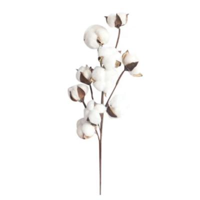 China G-047 Single Ten Heads Artificial Cotton Preserved Flowers For Wedding Party Home Decoration for sale