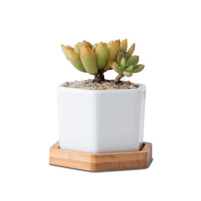 China Simply White Ceramic Succulent Pots Mini Succulent Planter Cactus Planter with Bamboo Tray for sale