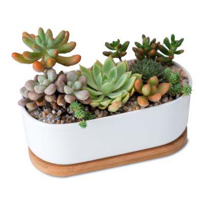 China Simply Small White Oval Stand Container Plant Cactus Succulent Planter Pots With Bamboo Tray For Office Home Decoration for sale