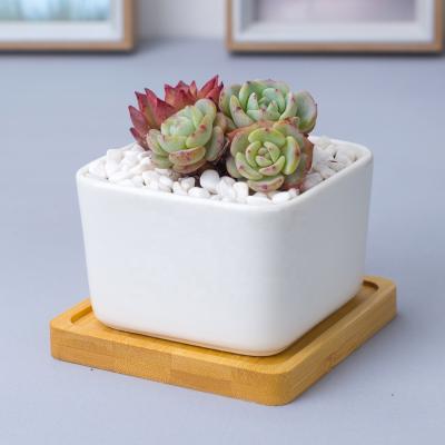 China Simply Ceramic Desk Plant Pot White Square With Drainage Hole Bamboo Tray for sale