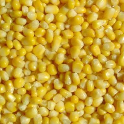 China New crop frozen iqf frozen vegetable FROZEN corn for sale