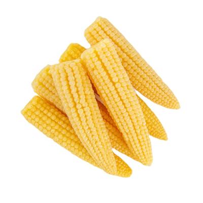 China Canned Cooking Dishes And Nutritious Canned Dishes Hot Selling Baby Corn for sale