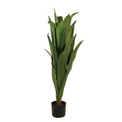 China Cordyline Indoor Fruticosa Leaf Green Decorating Planter for sale