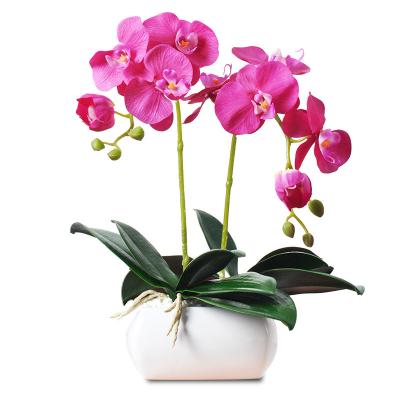 China Eco-friendly High Quality Real Flower Arrangement Mini Bonsai Orchid Plants With Pot In Touch for sale