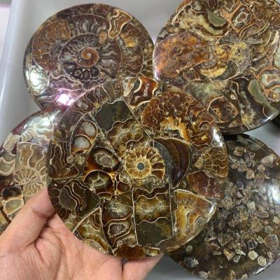 China Wholesale Natural Quartz Crystal Fossil Healing Coasterchakra Europe Specimen Decoration Home Stone for sale