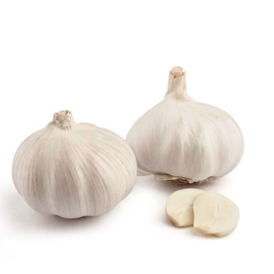 China Fresh common grow liliaceous vegetables fresh white garlic and ginger for sale