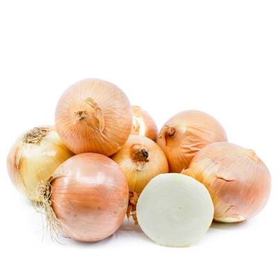 China Fresh liliaceous product type of vegetables and fresh style red onions for sale