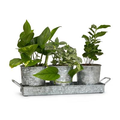 China Modern Modern Farmhouse Set of 3 Metal Window Sill Planters Galvanized Herb Pots With Tray Flower Pot for sale