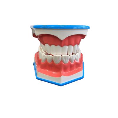 China Education teeth model LYU11001 for sale