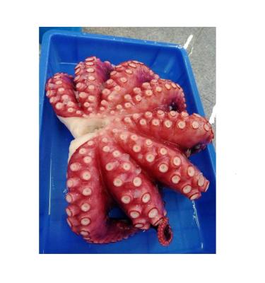 China IQF FROZEN Frozen Cooked Flower Octopus for sale