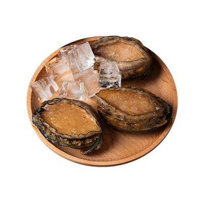 China NATURE Live Shellfish Frozen Whole Abalone Fresh Nutritious Hot-sale For Sale for sale