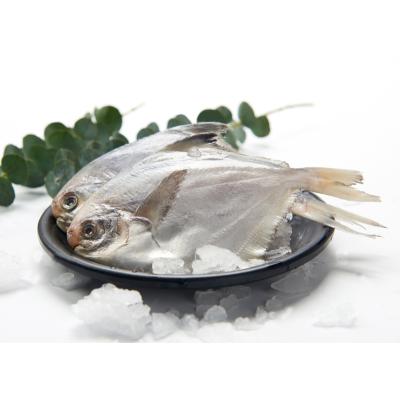 China NATURE High Quality Serving 300g Silver Fish Frozen Chinese Pigtails for sale