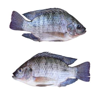 China Vitamins Fish Seafood Fish Whole Round Tilapia for sale