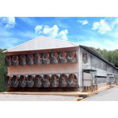 China Modern Wholesale Chicken Poultry House System High Security Factory Prefab Poultry House For 10000 Chickens for sale