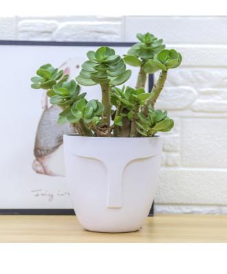 China Wholesale Modern Single Face Indoor Flower Pots And Planters Small Head Flower Pot for sale