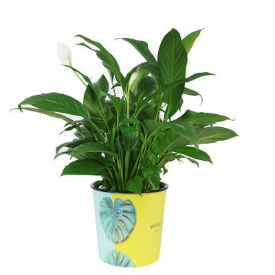 China Chinese style wholesale high quality water storage plastic flower pot drawing double color pineapple for sale