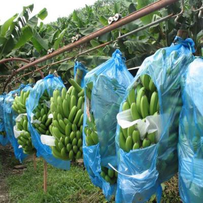 China Waterproof Agriculture Fruit Protection Bags Banana For Banana PP Nonwoven Fruit Cover Bag for sale