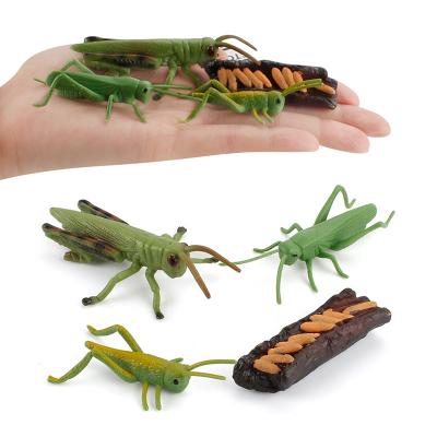 China The Grasshopper Toys Science Project Figures Plastic Early Educational Toys Growth Life Cycle Set 16.5*13.5*3.5 for sale