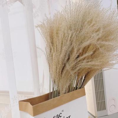 China Small Reed Dried Pars Grass Dried decoration Reed Flower Whisk Flower of Europe flower bouquet window decoration for sale