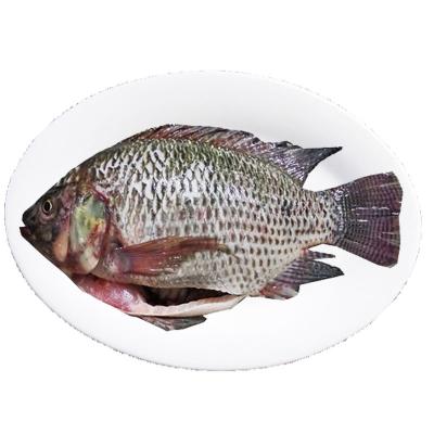 China Wholesale Price Organic Frozen Agricultural Fish Cleaner Gutted Scaled Whole Tilapia for sale