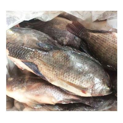 China Popular NATURE Sale of Frozen Gutted and Measured Peach Tilapia Products for sale