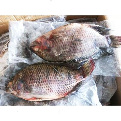 China Organic Frozen Black Tilapia Fish with Gutted and Scaled Finned Specifications for sale