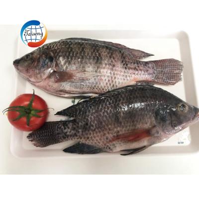 China Low Fat Jelly Tilapia Fish Tilapia Sell Whole for sale