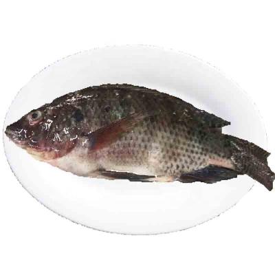 China Organic New Product Raising Fish Live Tilapia With Wholesale Prices for sale