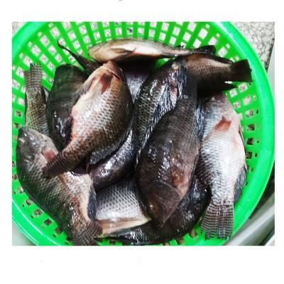 China TAISENG Organic Fresh Frozen Black Tilapia Whole Round Fish for sale